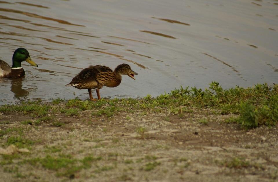 Baby Duckling