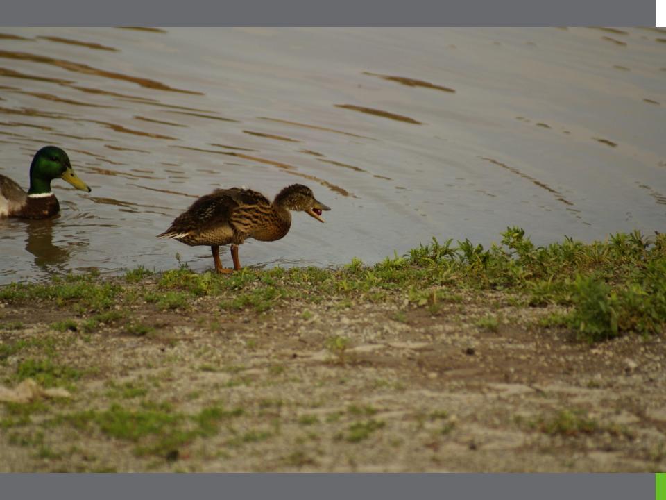 Baby Duckling