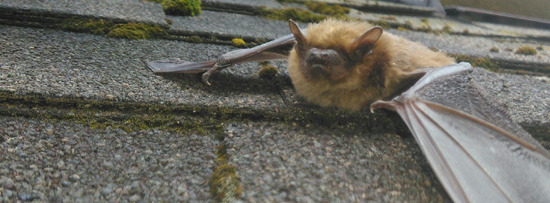 Bat Photo