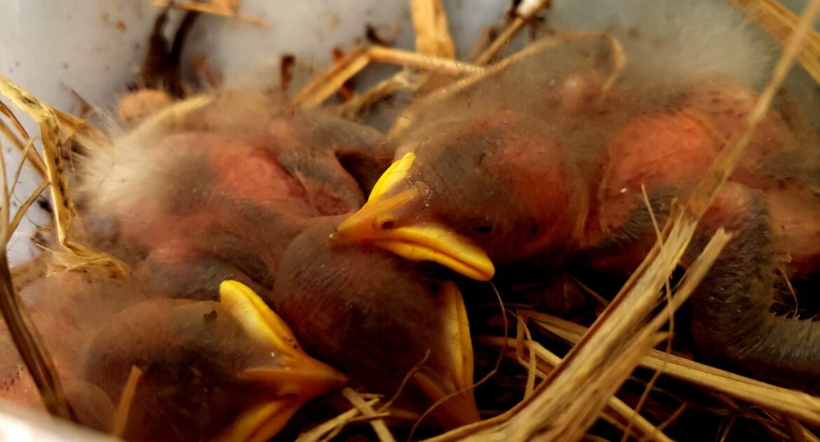 Bird Starlings