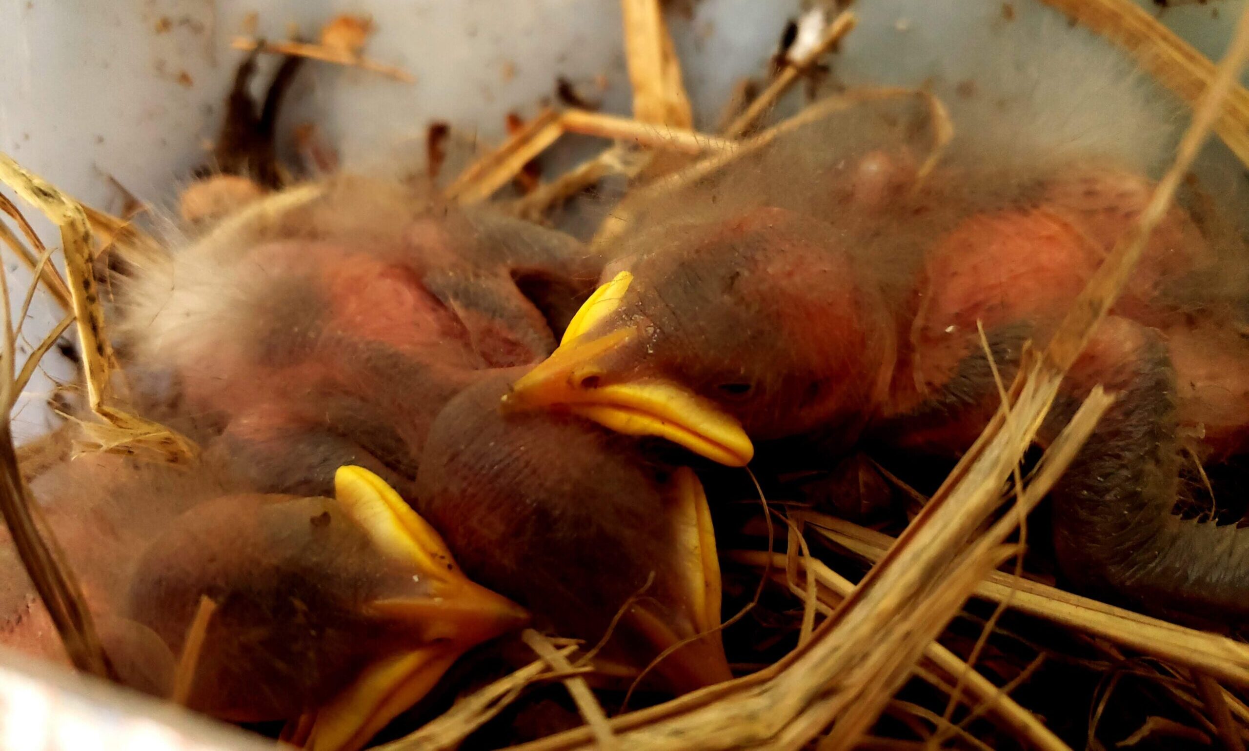 Bird Starlings