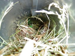 Birds in WV