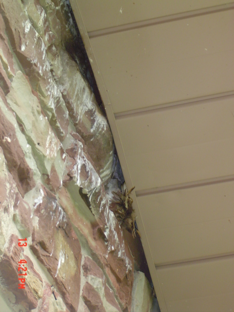 Birds in Soffits