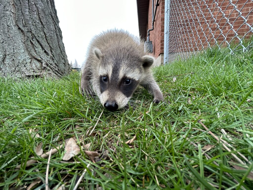 Wildlife Control Durham