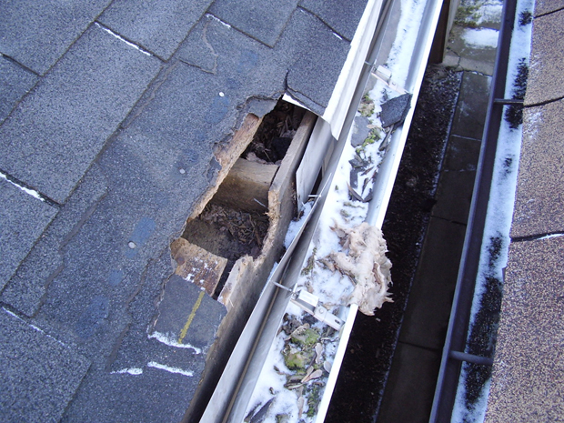 Rotted wood at the roof edge provides open access for raccoons