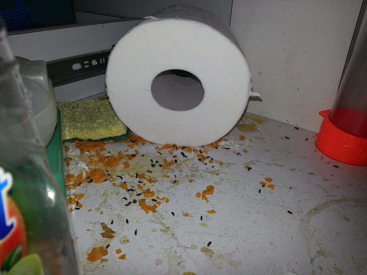 How To Know If You Have Mice Skedaddle Wildlife Control