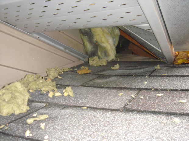 Raccoons lifted this soffit to enter the attic