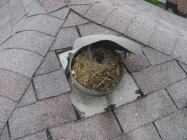 vent birds roof nest inside remove sparrow problems skedaddlewildlife