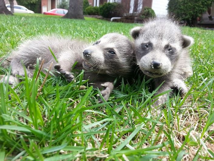 Baby Raccoons