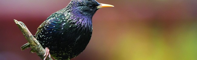 Starling_Photo