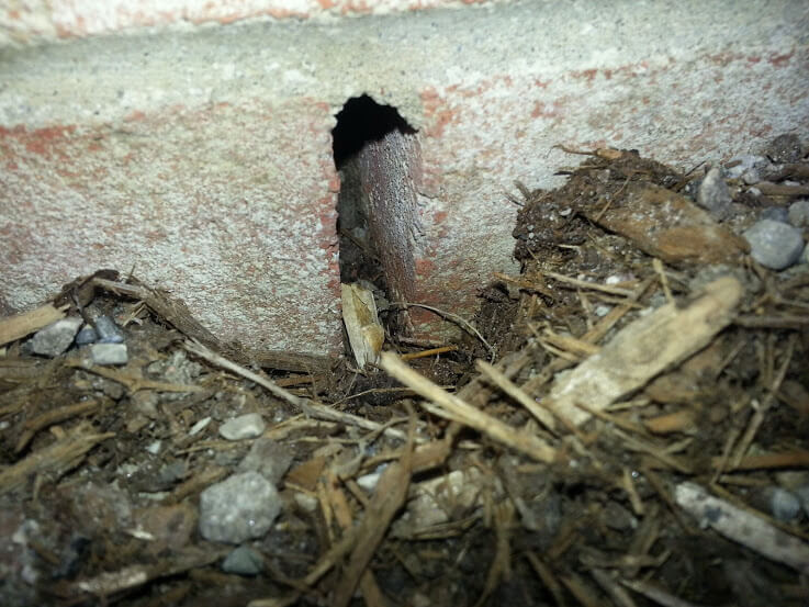 Weep holes between bricks allow mice to walk right into walls