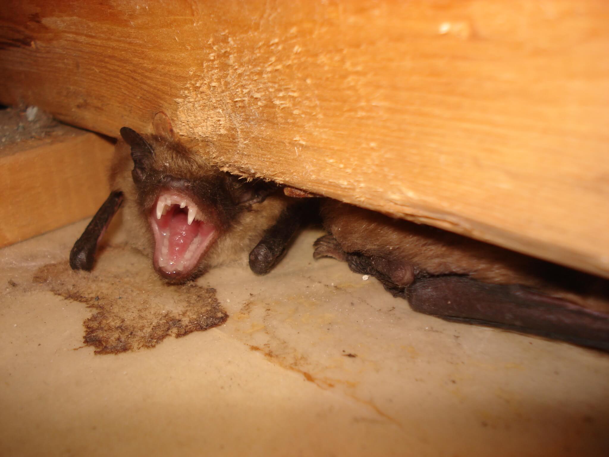 bat awaken from hibernation