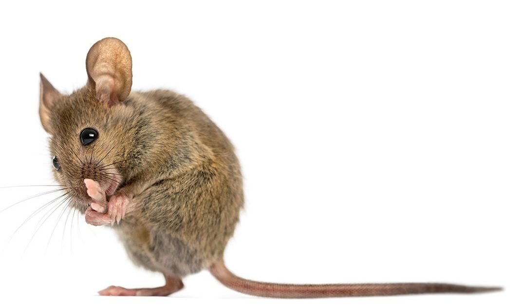 Mice