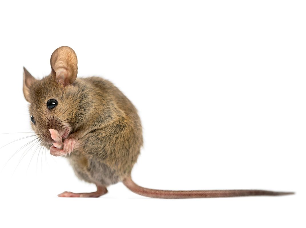 Mice
