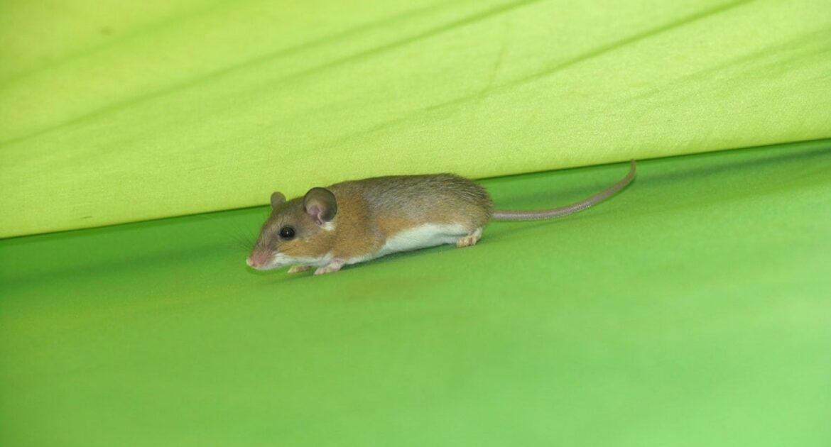 Mice sneaking