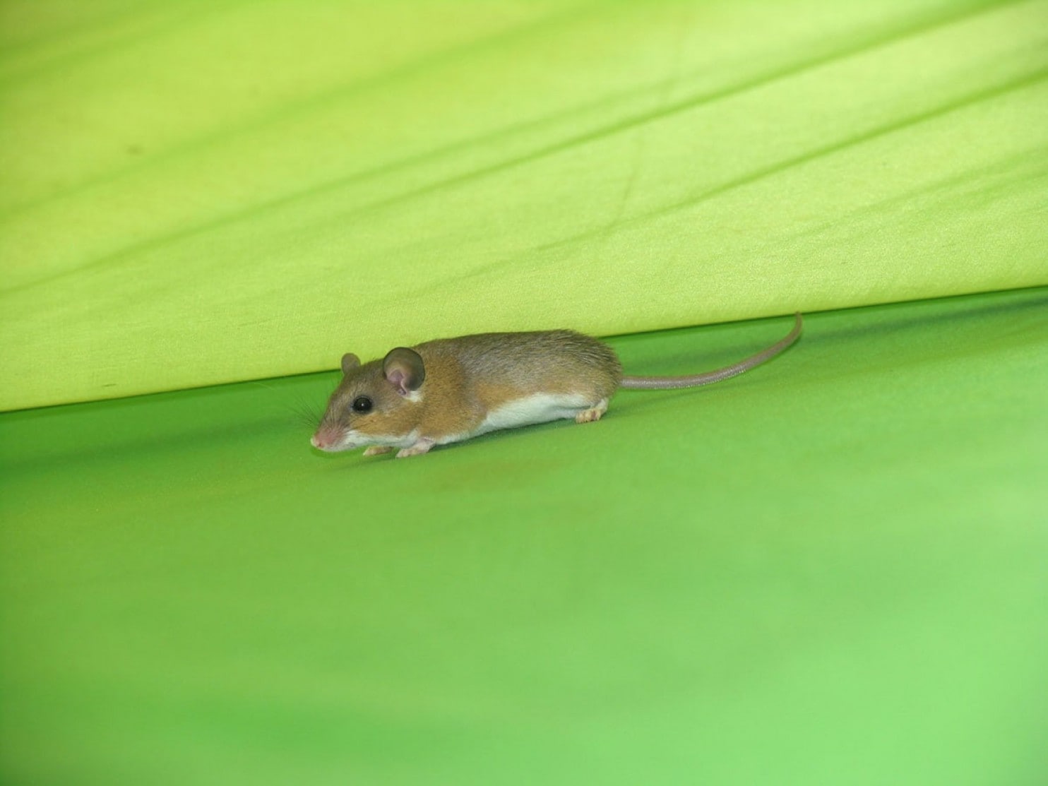 Mice sneaking