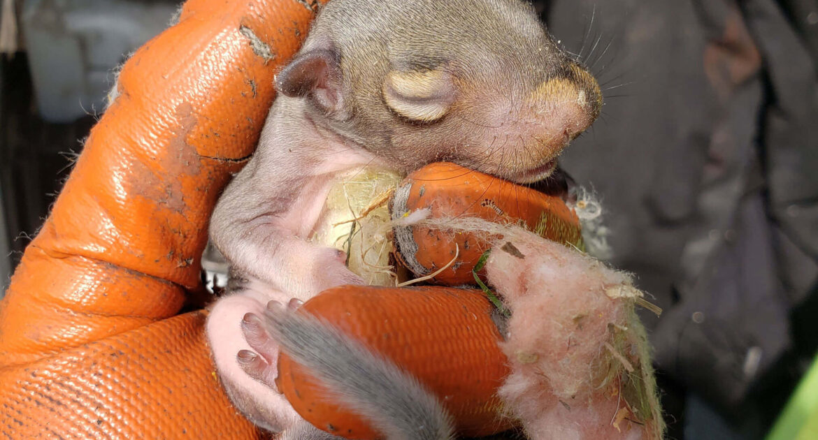 Baby squirrel