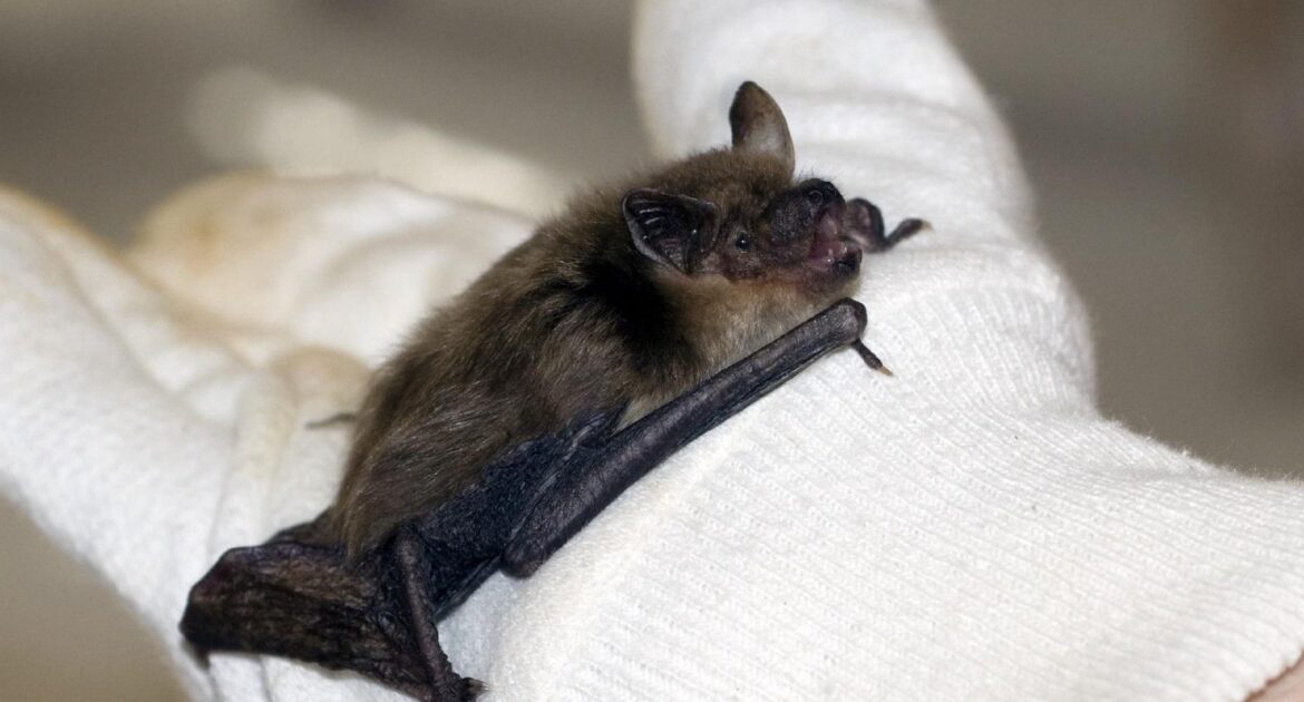 Bat in hand