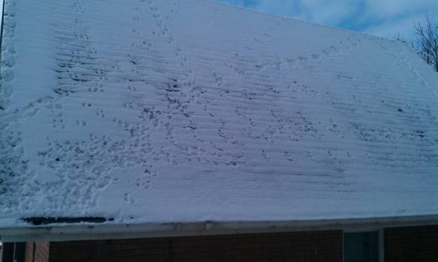 Squirrel tracks in the snow help to identify their entry point