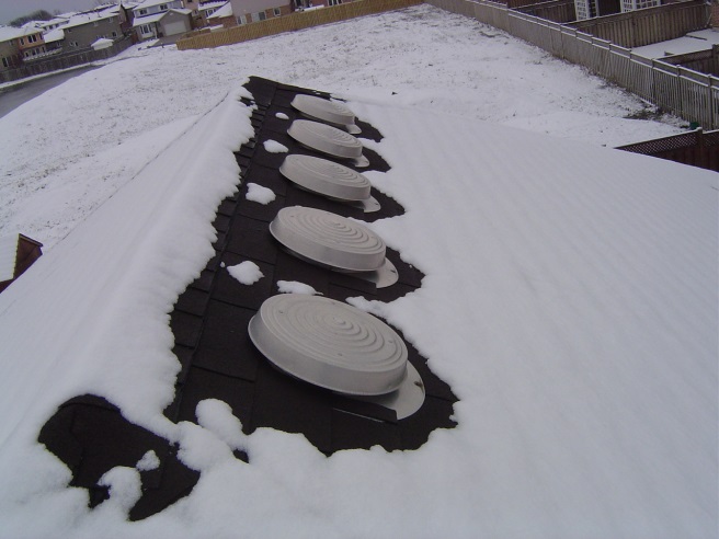 Heat loss through roof vents helps to guide raccoons into warm attics