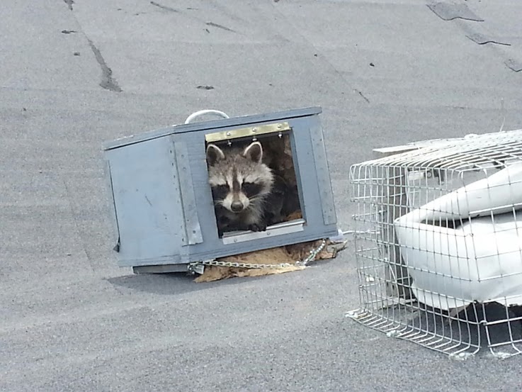 A mother raccoon inside Skedaddle's heated baby box
