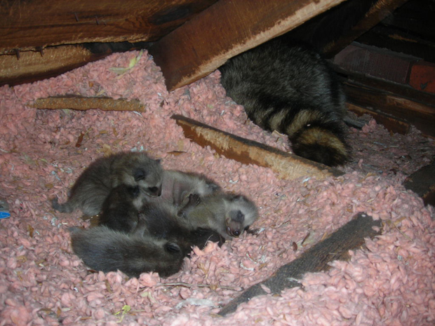 raccons_in_attic