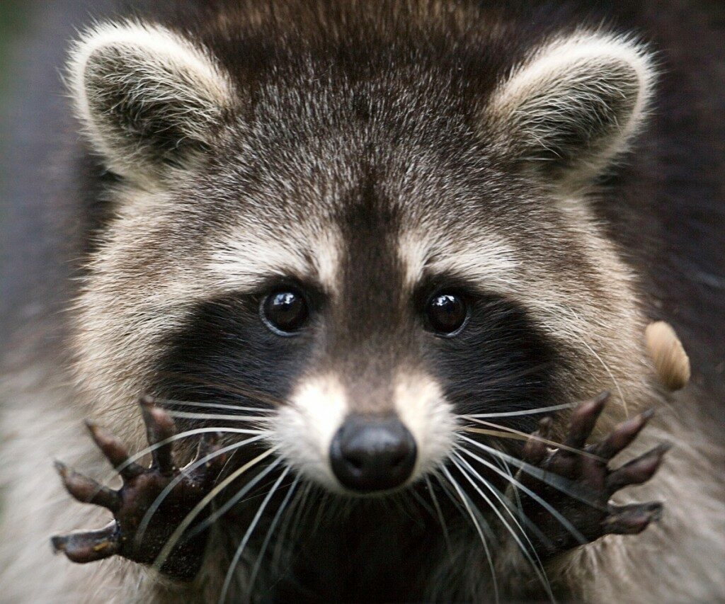 Raccoon Wet Paws