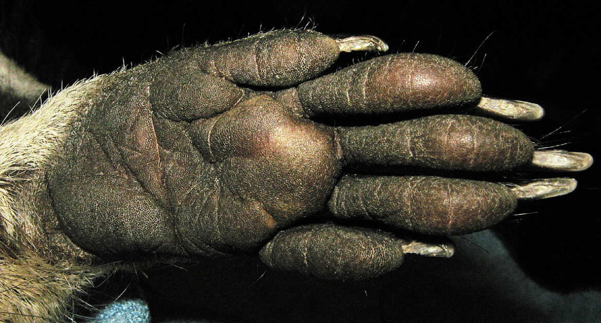 Raccoon Paw