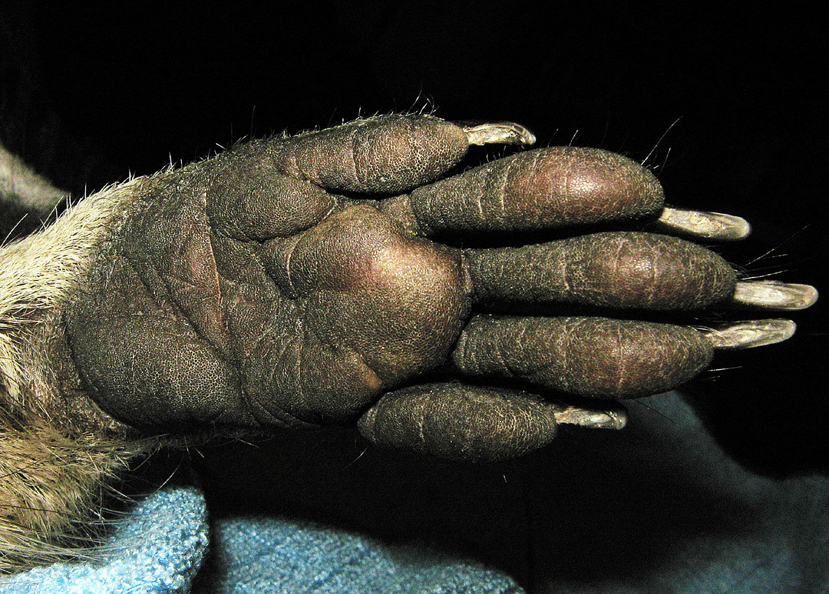 Raccoon Paw