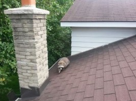 raccoon_roof