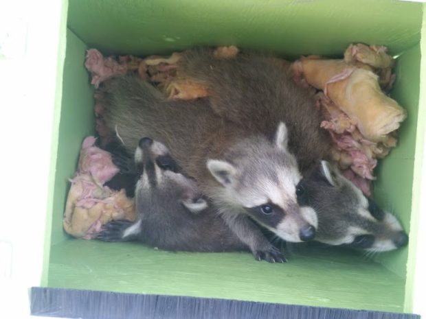 These little ones were taken out of a chimney and will be placed in a tree at the end of the property so that their mom can collect them and taken them to an alternate den site