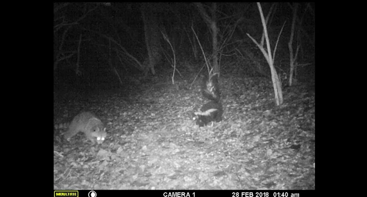 Wildlife at night