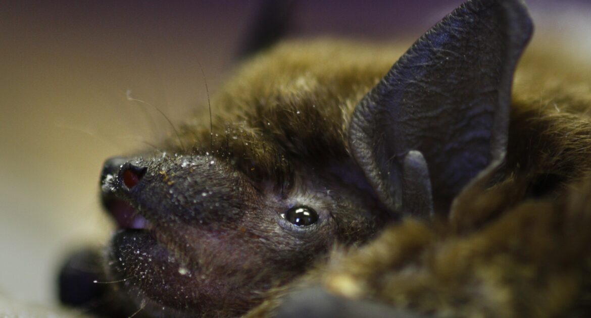 Image of an adult bat