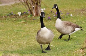 Canadian geese