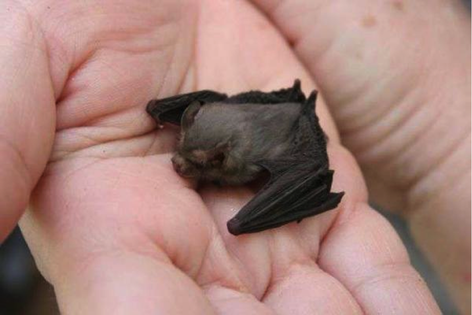 Bat pup on a palm of hand