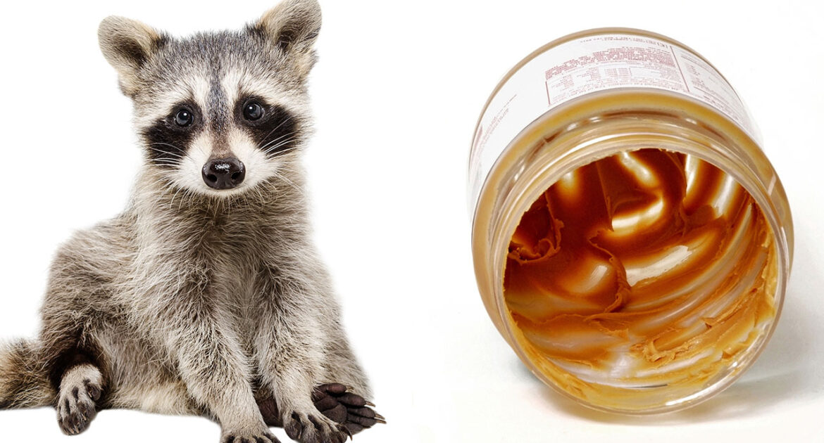 Image of a raccoon alongside a plastic jar trash