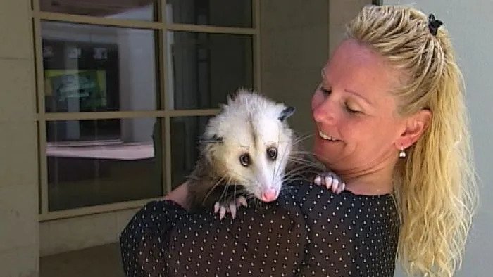 Possum as pet held by a lady
