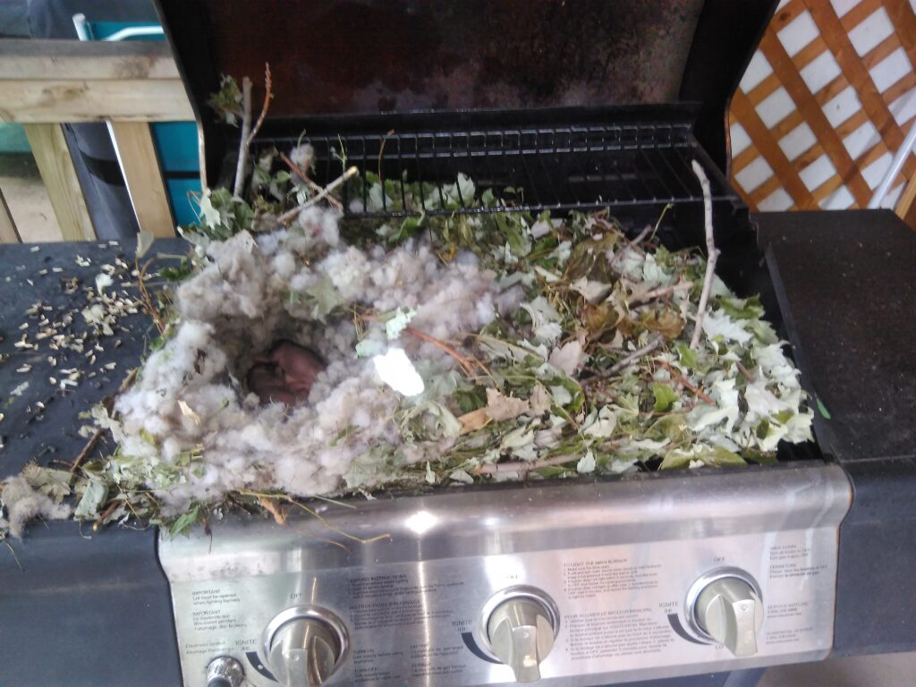 Toronto Wildlife Removal Rats in My BBQ