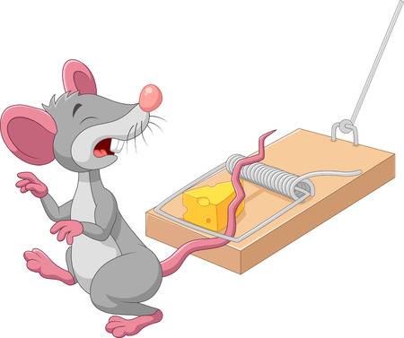 The Best Humane Mouse Traps and How to Use Them, According to