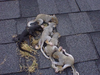 Baby squirrels removed from an attic