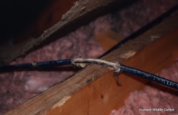 Chewed wiring in an attic is a fire hazard