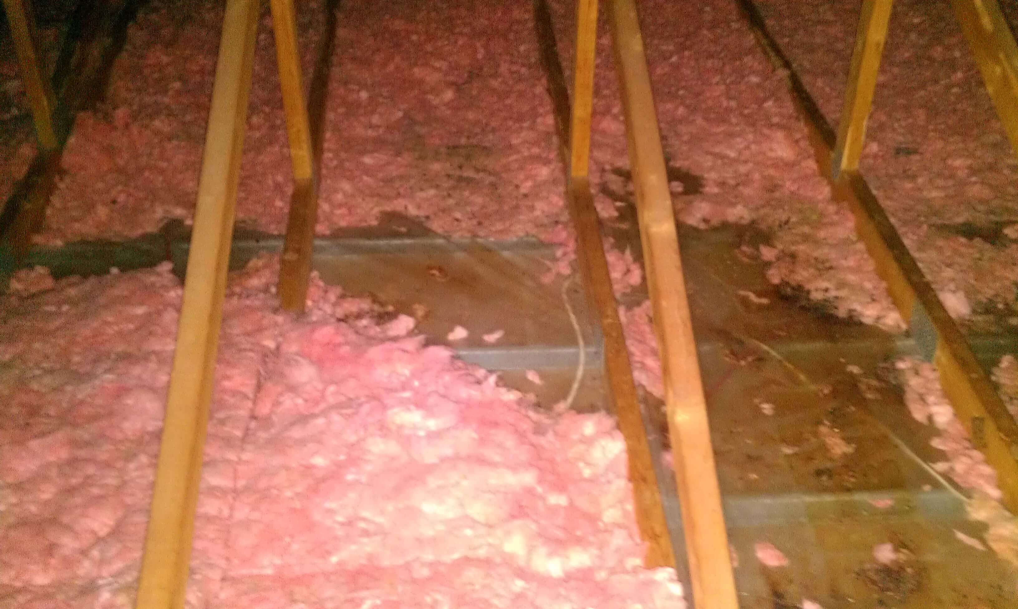 Inside attics, squirrels do tremendous amounts of damage to your insulation.