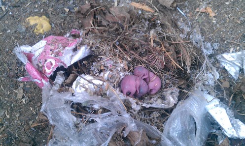 Newborn squirrels inside a nest