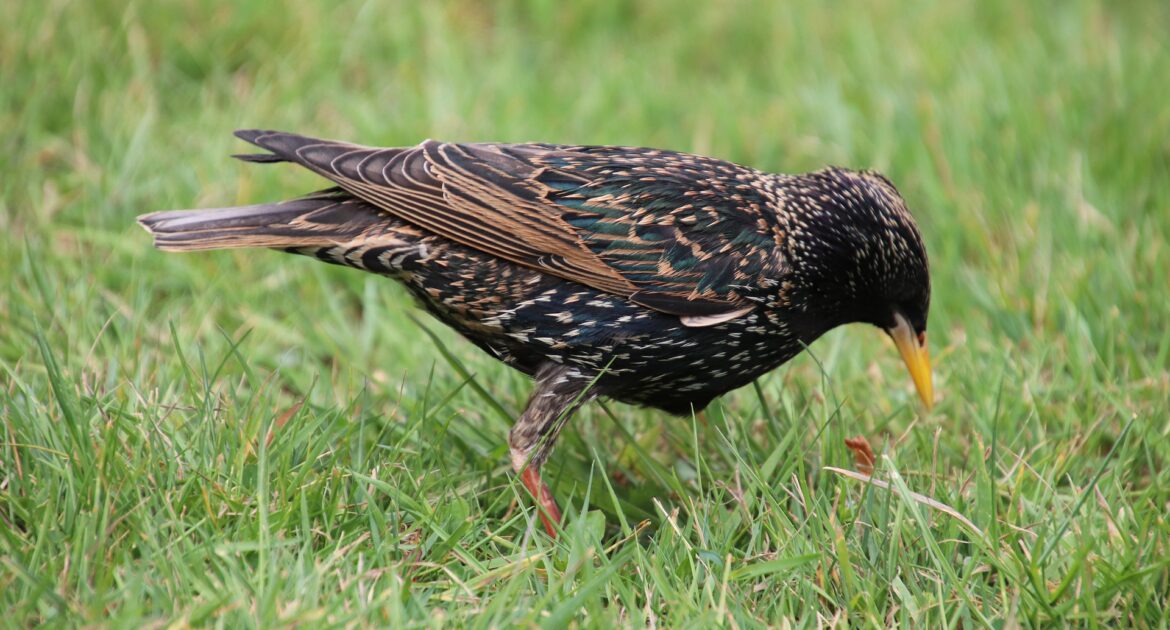 Starling bird on wildlife