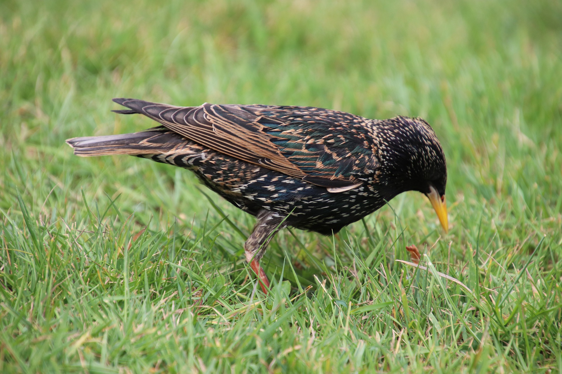 Starling bird on wildlife