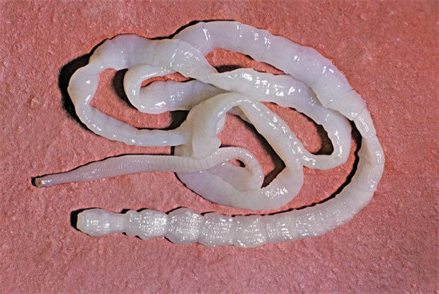 tapeworm specimen