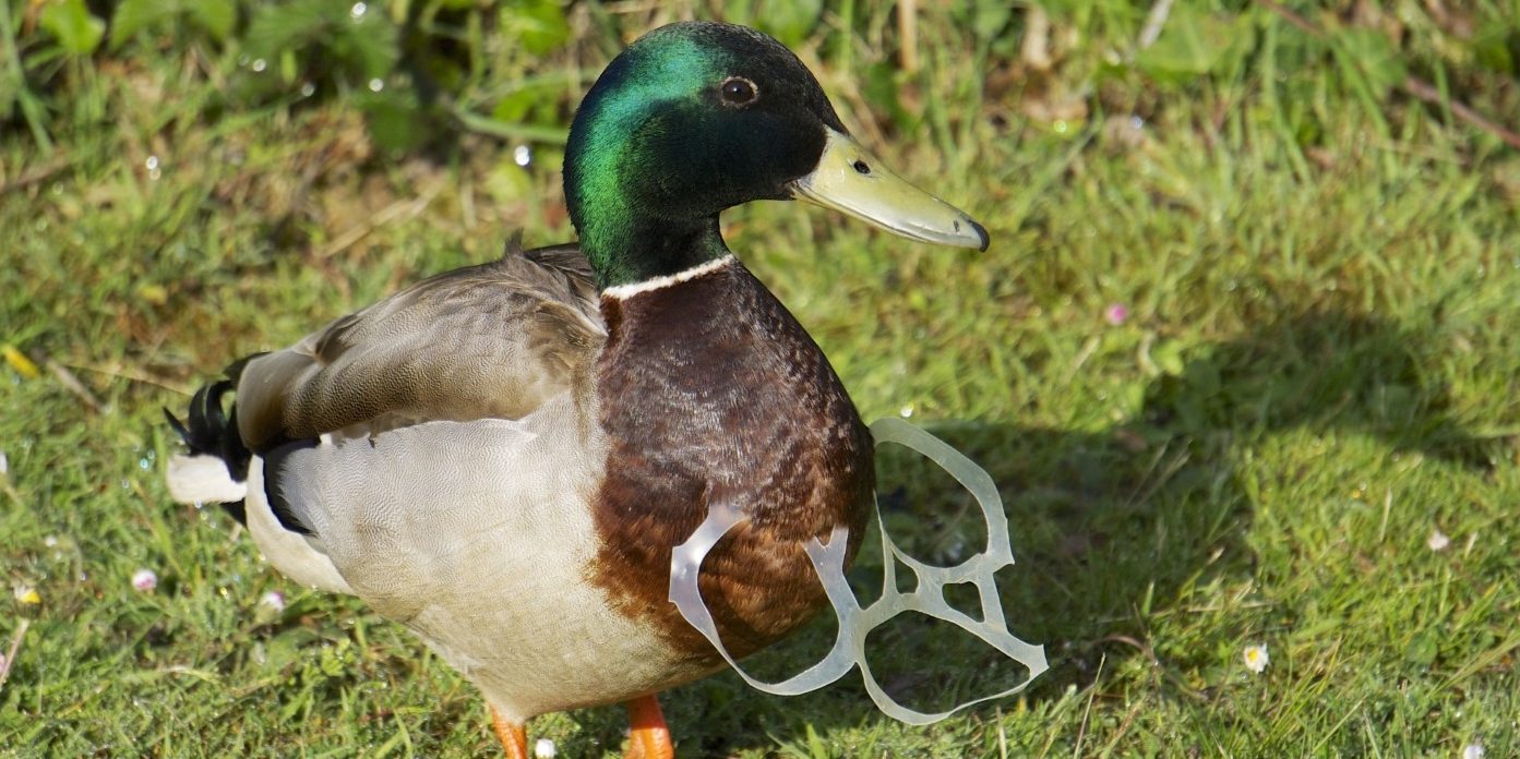 Ajax Animal Removal Littering and Wildlife Don't Mix