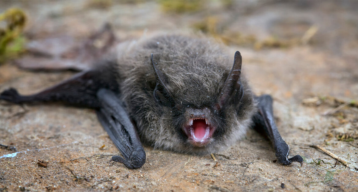 Bat Rabies