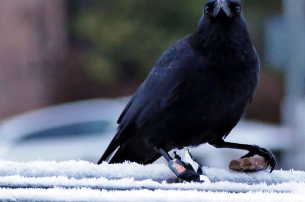 Bird with wrapper