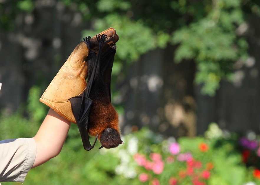 Evolution of bats megabat